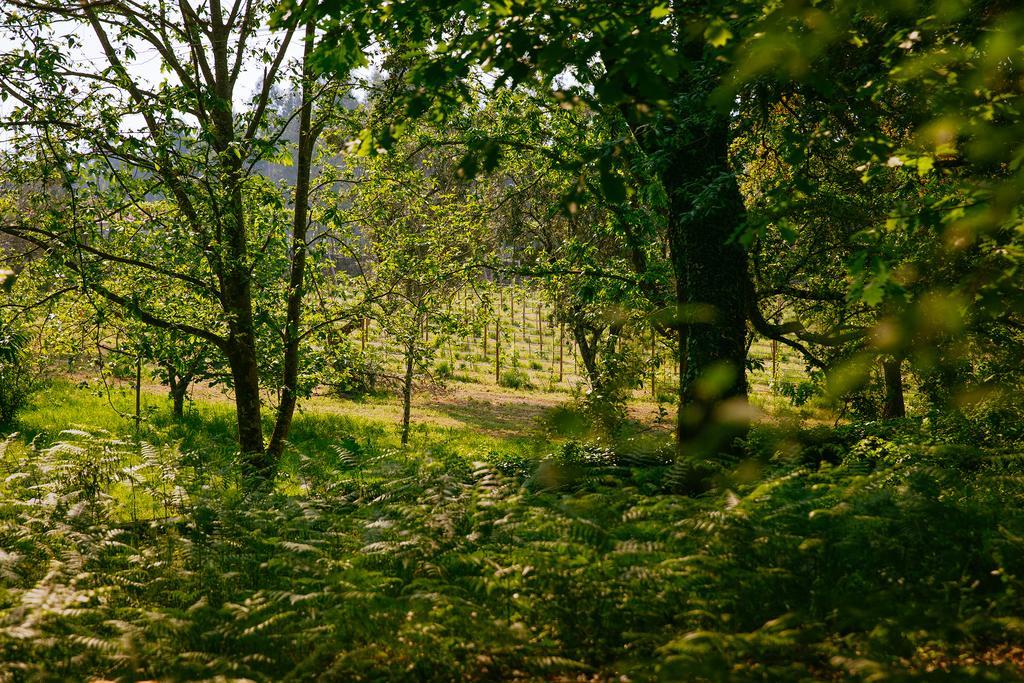 Quinta Da Bouca D'Arques Hotel Vila de Punhe ภายนอก รูปภาพ
